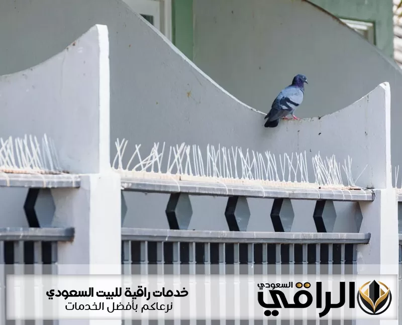 حمامة تقف أعلى جدار أبيض مزود بأشواك معدنية ضمن خدمة شركة تركيب طارد حمام بحفر الباطن ولحماية المبنى